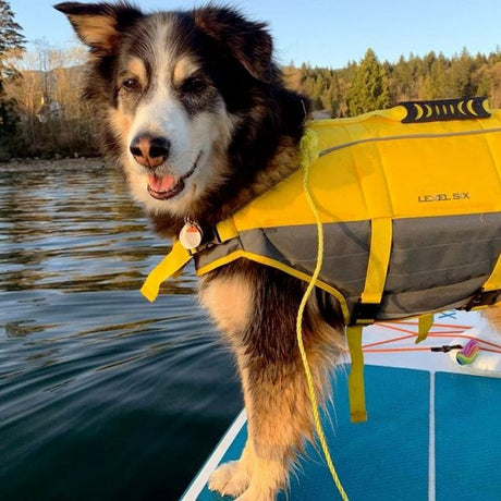 Level Six- Rover Floater Dog PFD