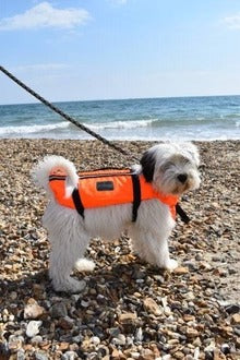 Typhoon Totland Dog Buoyancy Aid